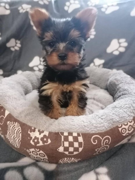 Yorkshire terrier, yorki kiskutya