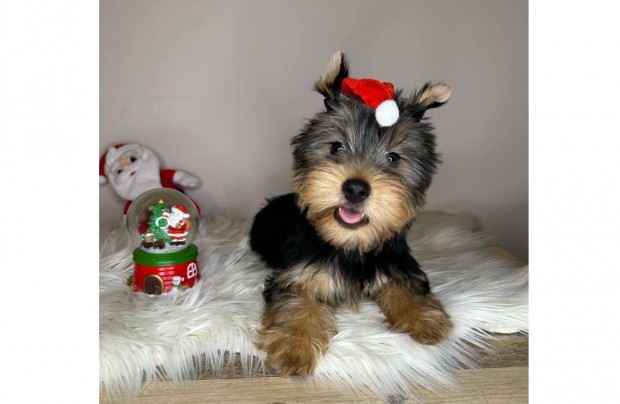 Yorkshire terrier, yorki norml mret fi kiskutya!