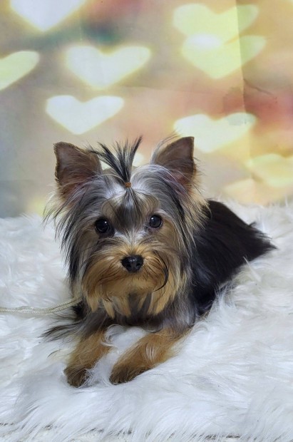 Yorkshire terrier, yorkie, yorki kislny