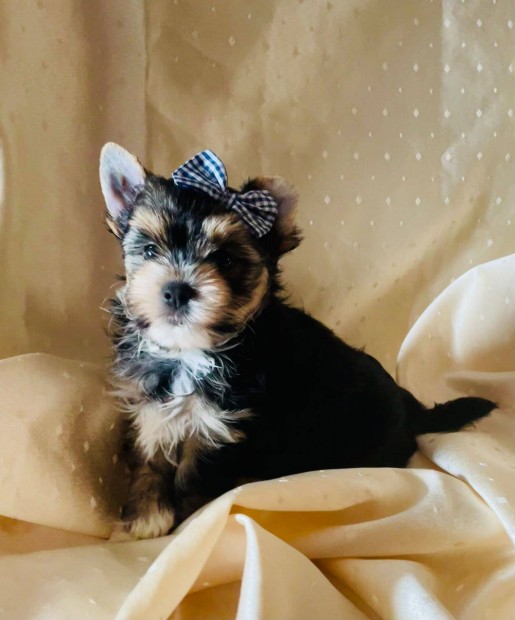 Yorkshire terrier black and tan