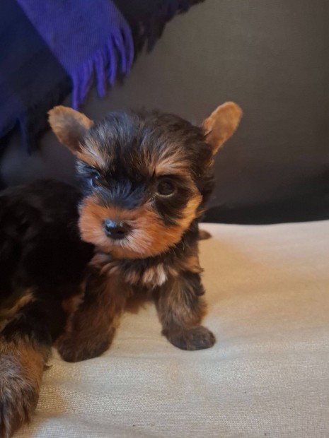 Yorkshire terrier fajtatiszta jelleg kiskutya