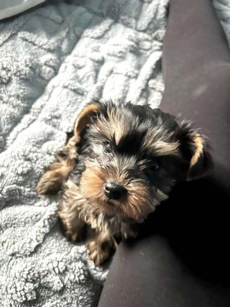 Yorkshire terrier fajtatiszta jelleg kiskutyk