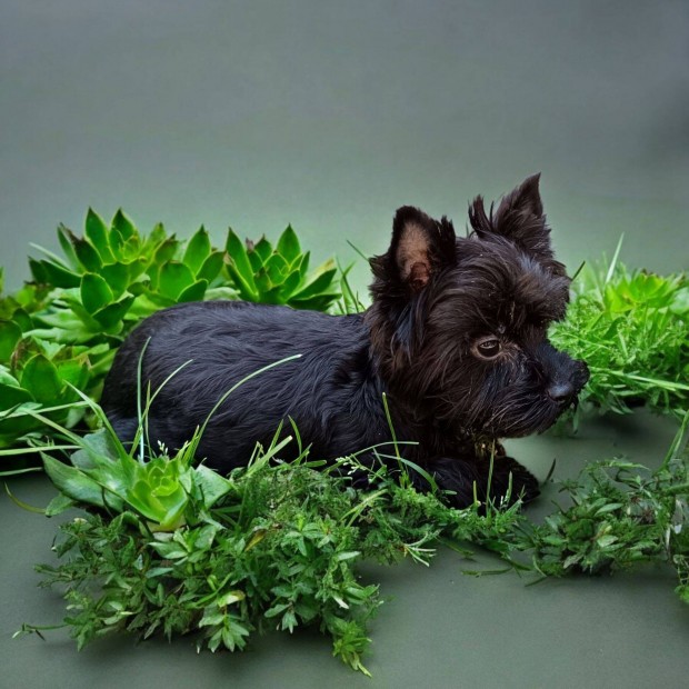 Yorkshire terrier fekete kan