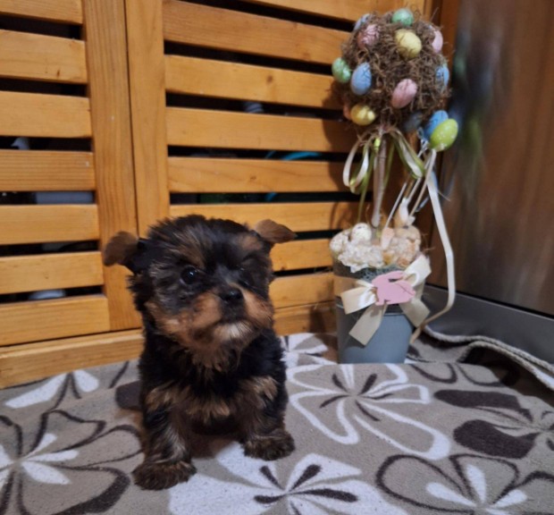 Yorkshire terrier jellegű kiskutyák