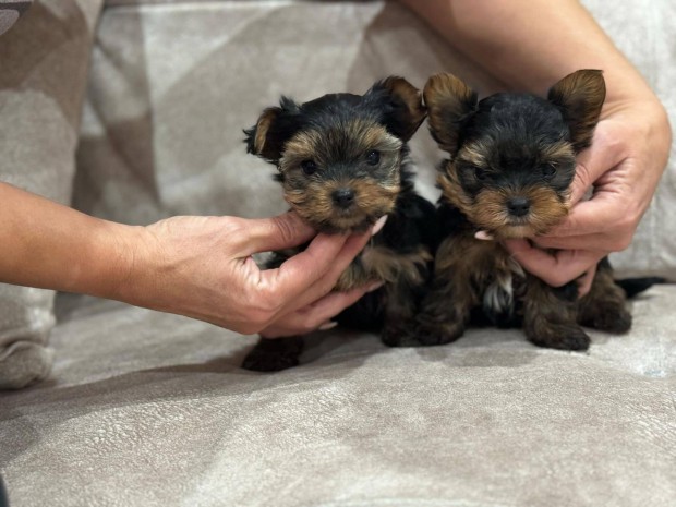 Yorkshire terrier jelleg kiskutyk