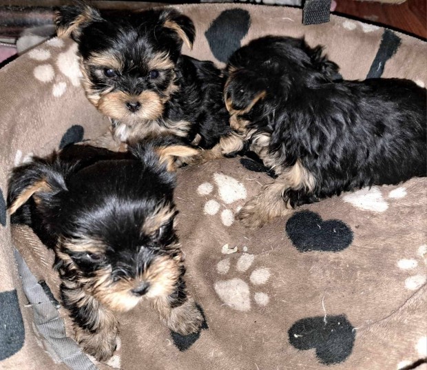 Yorkshire terrier jelleg kiskutyk gazdit keresnek