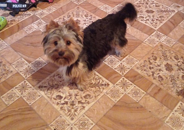 Yorkshire terrier kan fedez