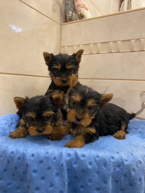 Yorkshire terrier kis kutyk