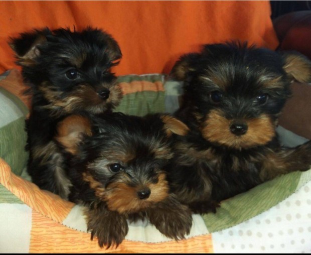 Yorkshire terrier kisfiúk eladók