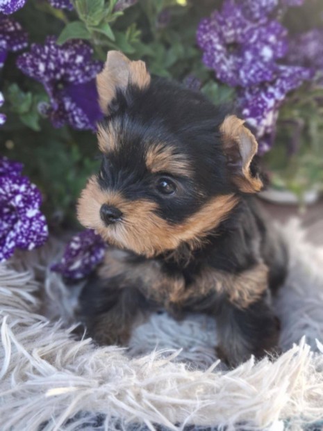 Yorkshire terrier kiskutyák