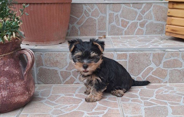 Yorkshire terrier kiskutyk