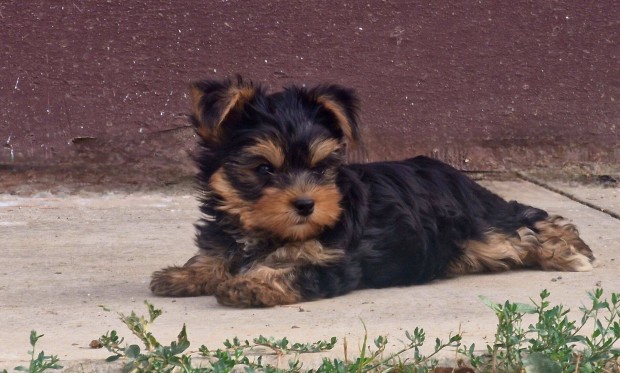 Yorkshire terrier klykk