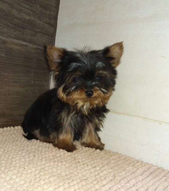 Yorkshire terrier mini kiskutyák eladók.yorki jellegű