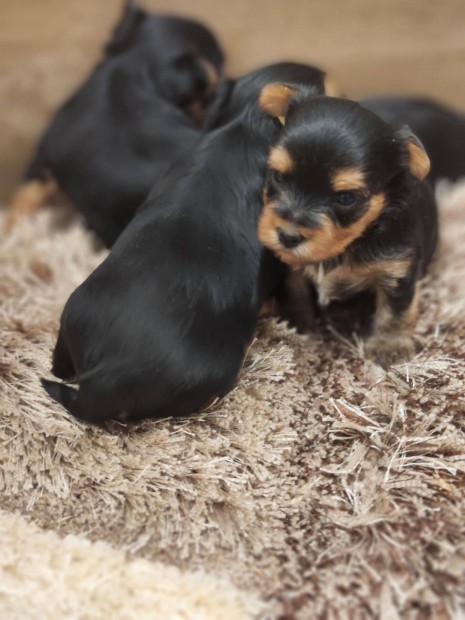 Yorkshire terrier mini méretű kiskutyák törzskönyvezett szülőktől
