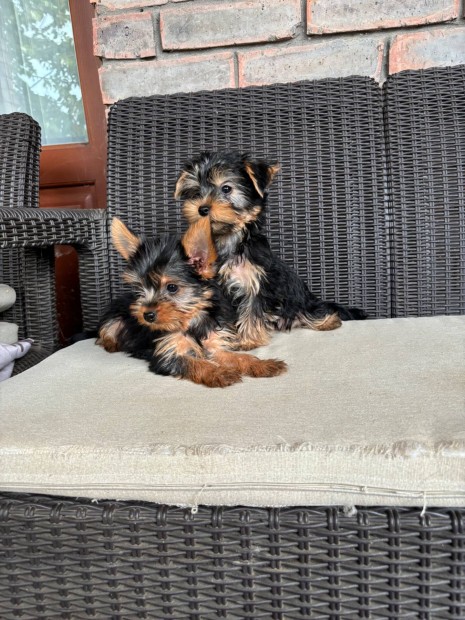 Yorkshire terrier yorki fajtatiszta jelleg kiskutyk