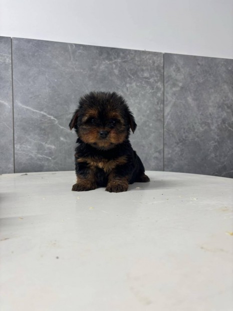 Yorkshire terrier yorki fajtatiszta jelleg kiskutyk eladk