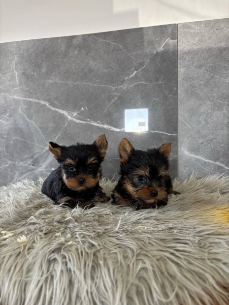 Yorkshire terrier yorki kisfik fajtatiszta jelleg