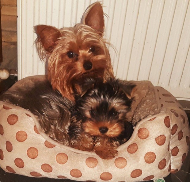 Yorkshire terrier.yorki kislny elad