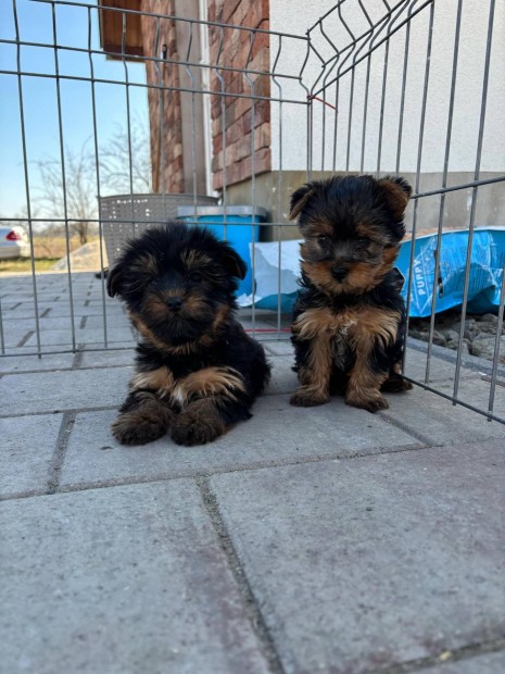 Yorkshire terrier yorki kislnyok fajtatiszta jelleg