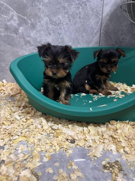 Yorkshire terrier yorki kislnyok fajtatiszta jelleg