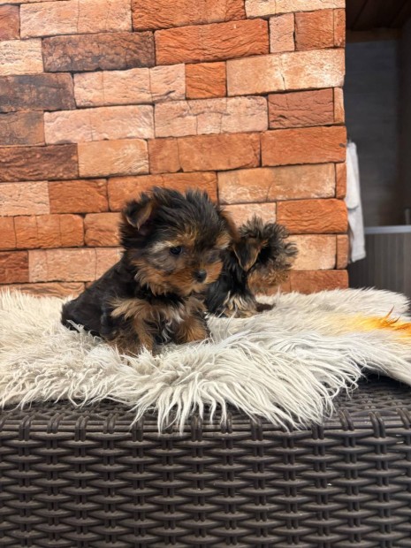 Yorkshire terrier yorki kislnyok fajtatiszta jelleg