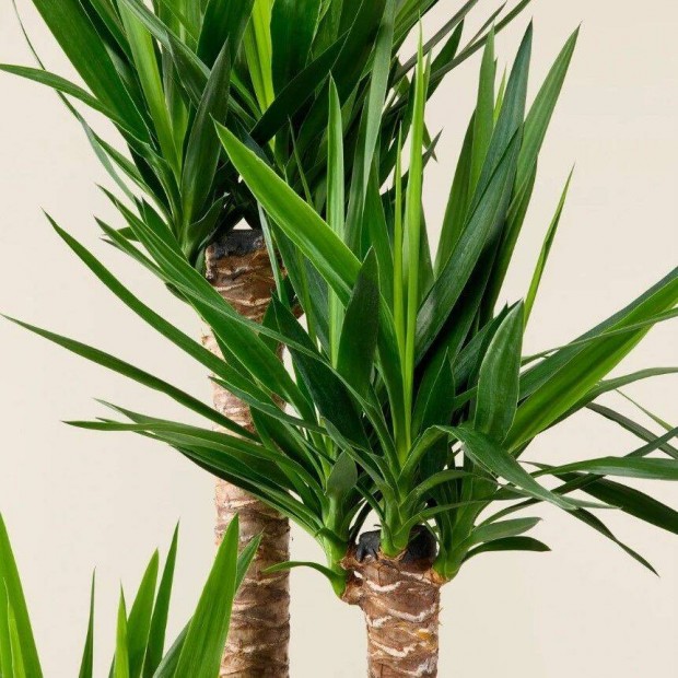 Yucca Plma Kimondott Szp Levelekkel