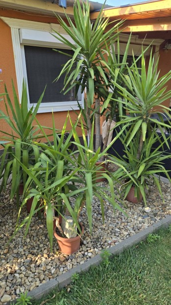 Yucca, Jukka pálma, pálmák több méretben