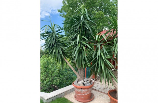 Yucca (plmaliliom/jukka)