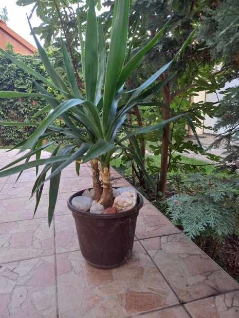 Yucca cserpben