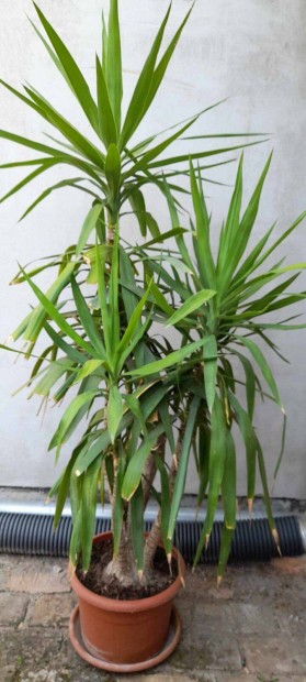 Yucca elad /170cm/