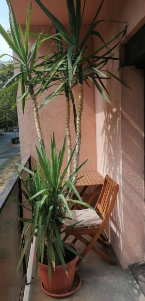 Yucca elephatipes dsznvny