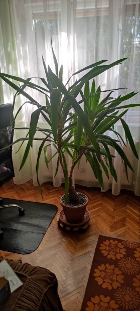 Yucca jukka plma szobanvny 170 cm