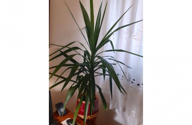 Yucca plma 120 cm