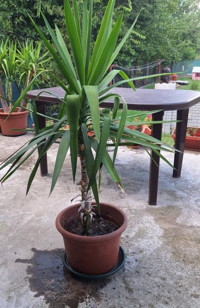 Yucca plma 150 cm