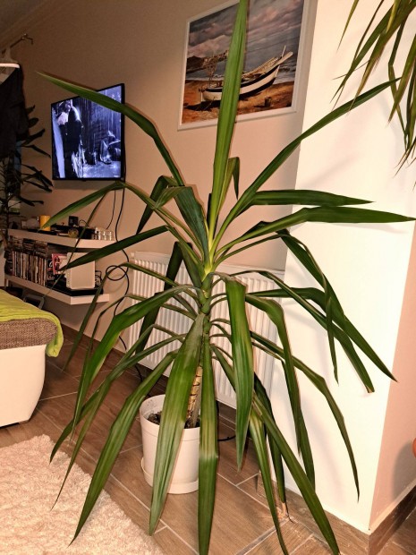 Yucca plma 1,3 mter magas