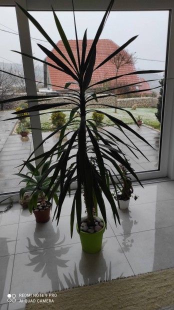 Yucca plma 1,8 magas szp egyenes