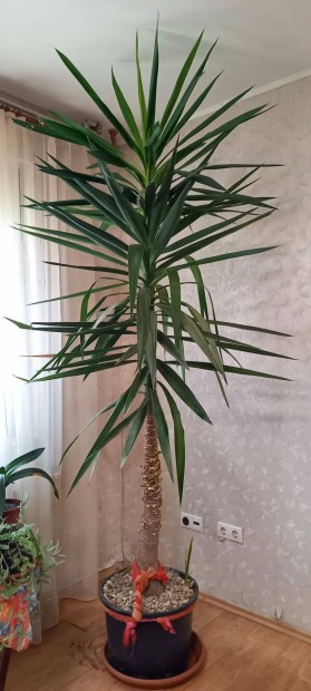 Yucca plma 270 cm