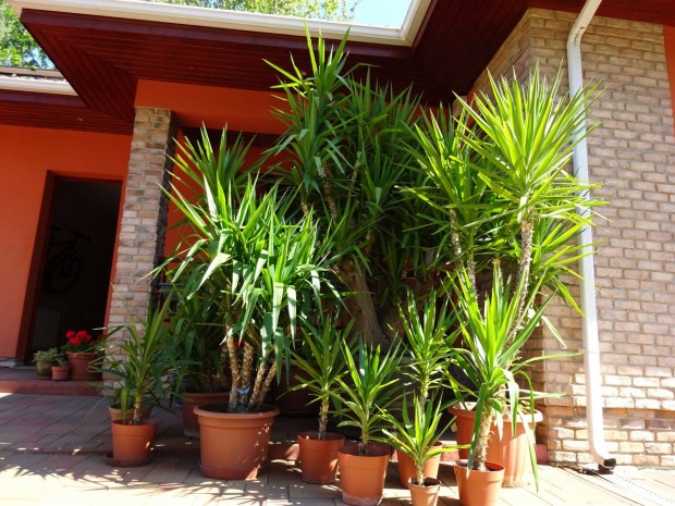 Yucca pálma 30cm-320cm