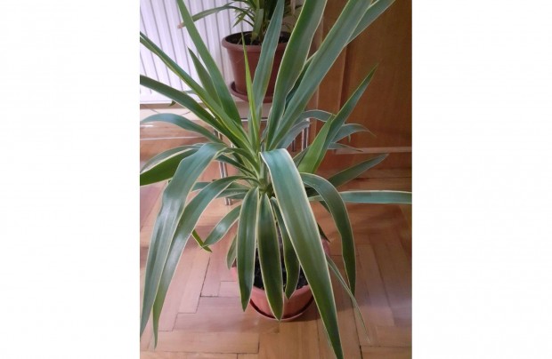 Yucca plma 70 cm