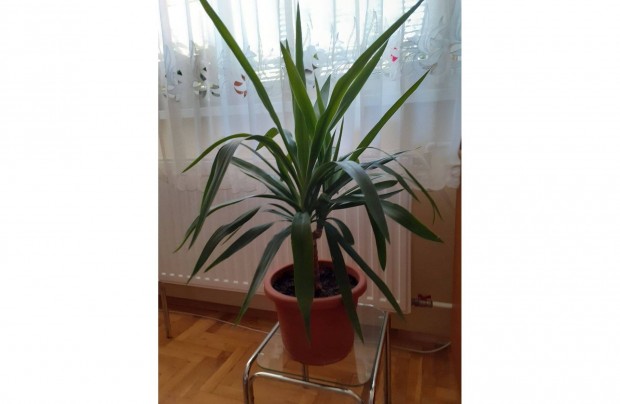 Yucca plma 80 cm 3 gu