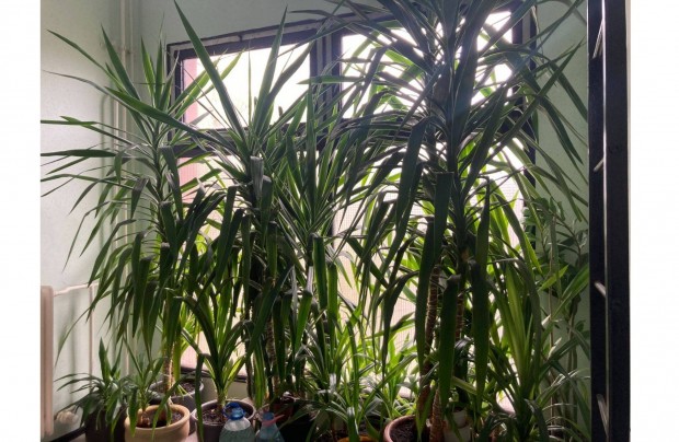 Yucca pálma eladó