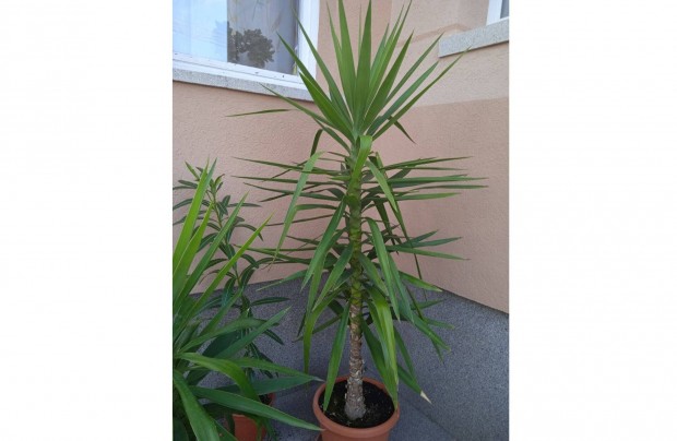 Yucca plma elad