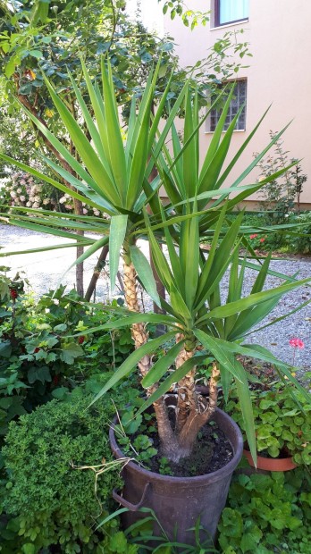 Yucca plma elad.