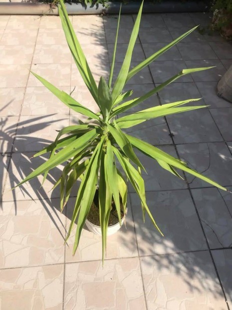 Yucca plma elad!