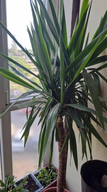 Yucca plma elad!