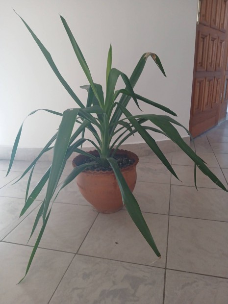 Yucca plma szobanvny