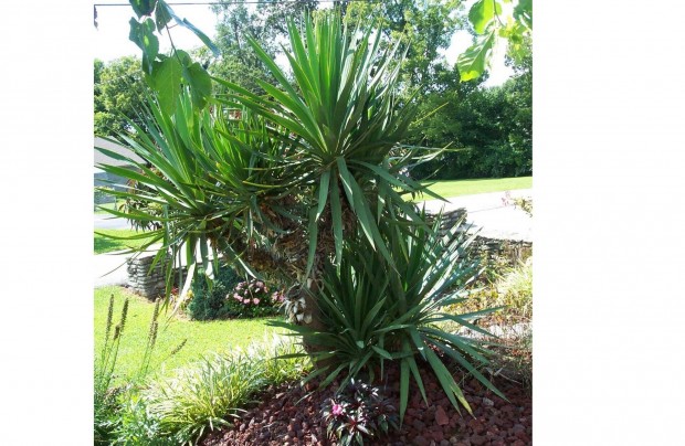 Yucca recurvifolia - Tlll trzses jukka