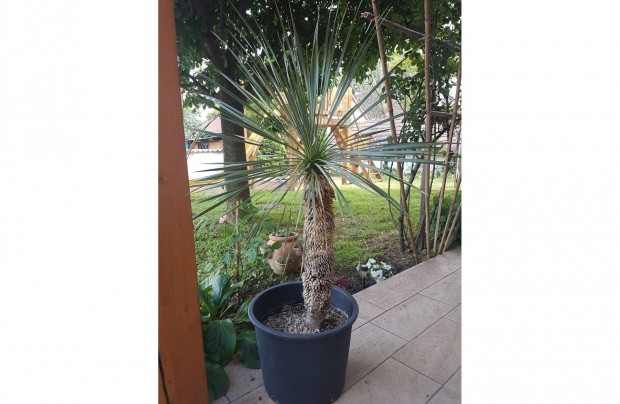 Yucca rostrata 125 cm ( Yucca Yukka Jukka Jucca )