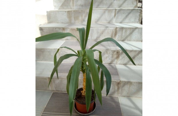 Yucca szobanvny 80 cm