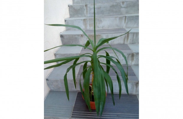 Yucca szobanvny 95 cm